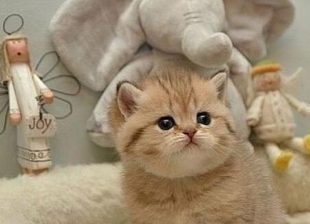 賣萌是什么意思,賣萌的意思,賣萌是什么梗