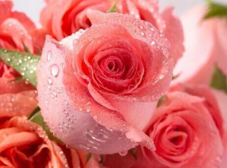 ��ɫõ�廨�Z��ʲô,��ɫõ�廨�Z,��ɫõ��,���Z