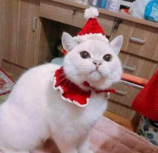 ؈�ϱ���ʲô��˼,؈�ϱ�����˼