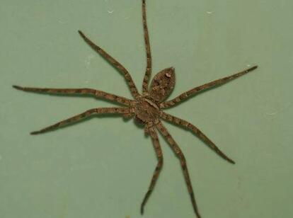 獵人蛛介紹-獵人蛛有毒嗎-獵人蛛圖片