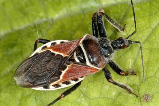 �C��,�C����(ji��n)��,�C��DƬ