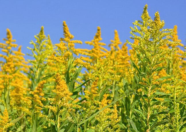 ���ô�һ֦�S����Σ��-���ô�һ֦�S���DƬ