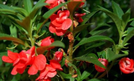 ӡ��ǧ����