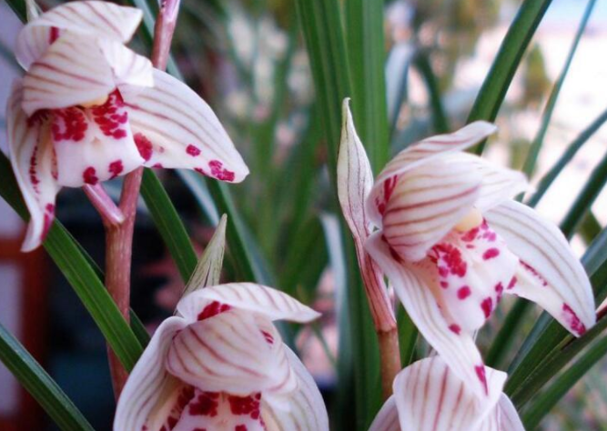 五彩蝶,五彩蝶圖片