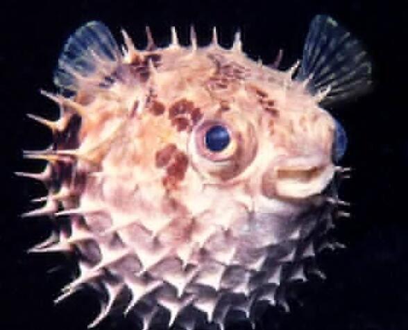 ���i�~�DƬ,���i�~