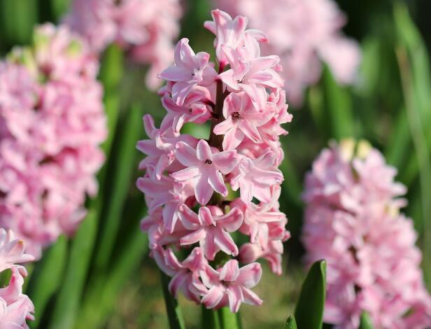 �����ӈDƬ,������