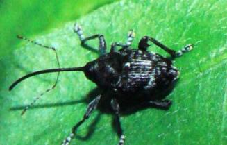 �Ͳ���DƬ,�Ͳ���