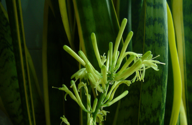 ��Ƥ�ƈDƬ,��Ƥ���B(y��ng)ֳ,��Ƥ��