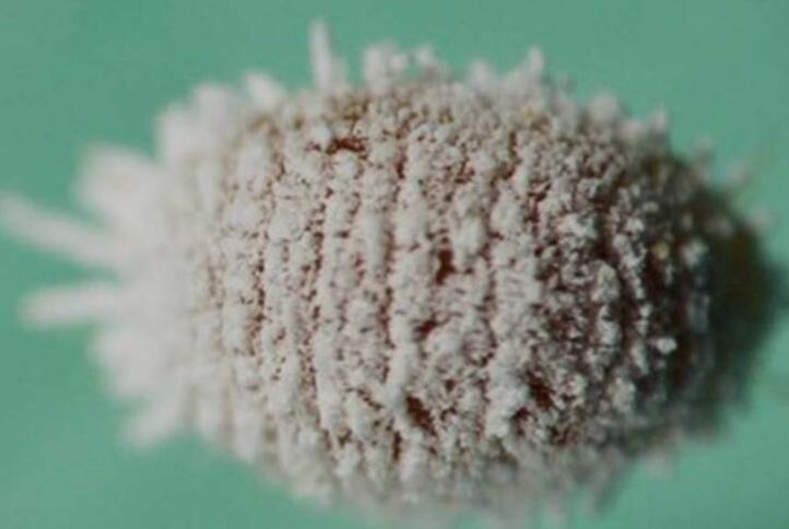 �²��}�ҷ��