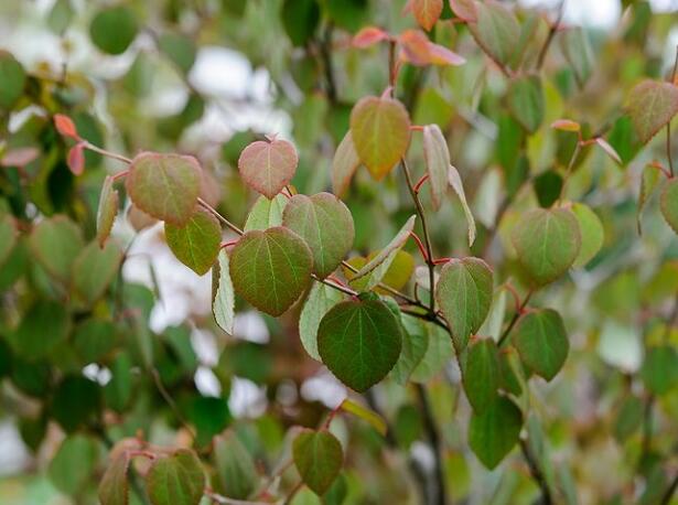 �B��ľ,�B��了��