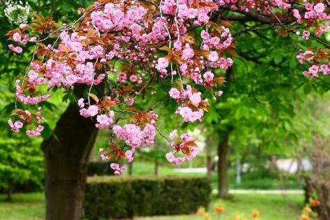 描寫春天的詞語(yǔ)有哪些