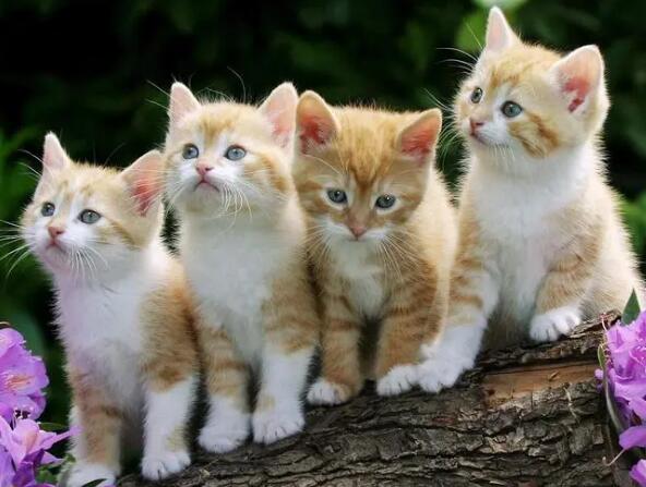 ���H؈����,���H؈��������һ��