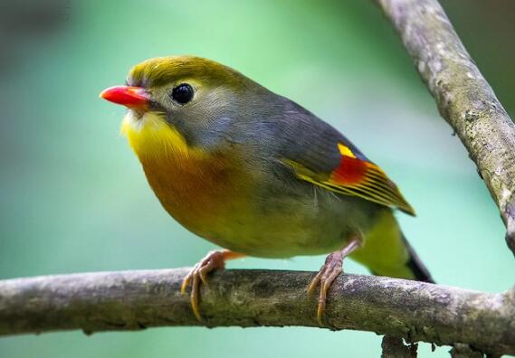 �t����˼�B�DƬ,�t����˼�B����