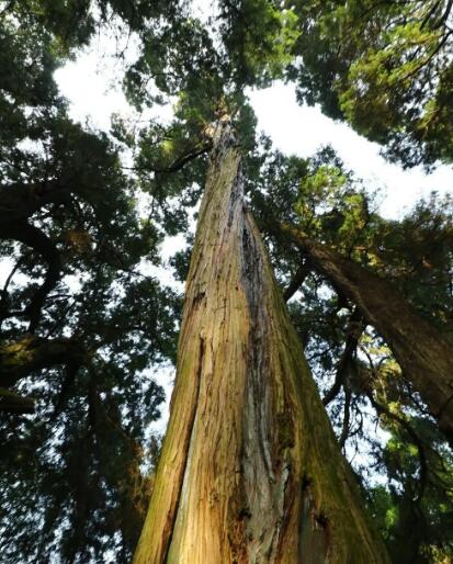 ���w��ľ����,���w��ľ�DƬ