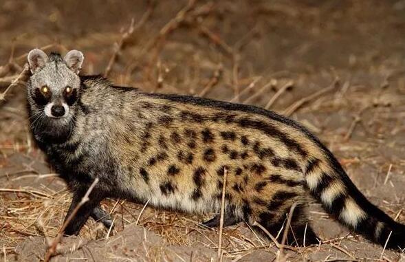 靈貓簡(jiǎn)介-靈貓圖片