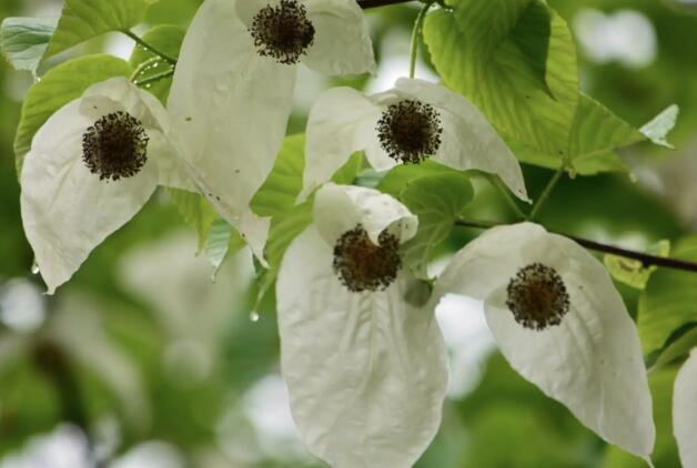 ���ӻ�����-���ӻ��DƬ