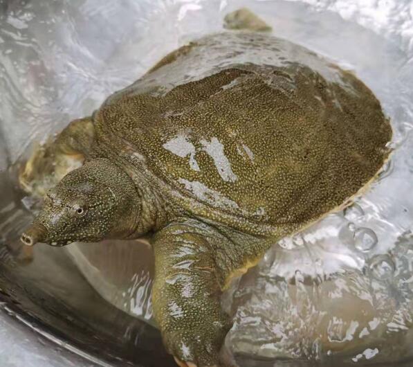 ˮ�~��ʲô,ˮ�~��ʲôʳ��,ˮ�~