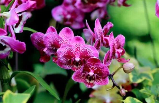 ���о�����ָ���Ę�