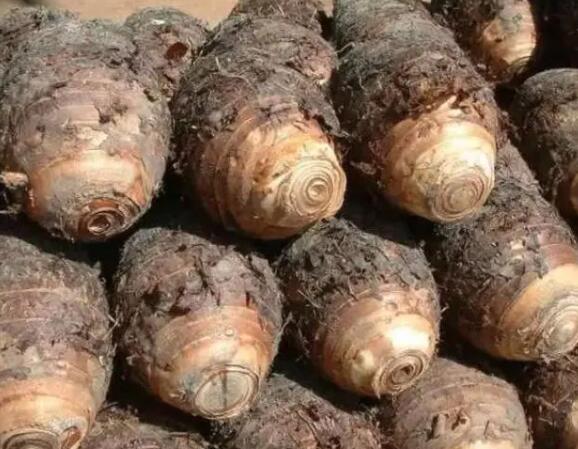 芋頭介紹-芋頭圖片